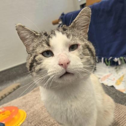 Diego, adoptable, Adult Male Domestic Short Hair.