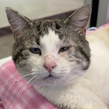 Enlarge Diego, an adoptable mixed breed in Lansing, MI image 2/3