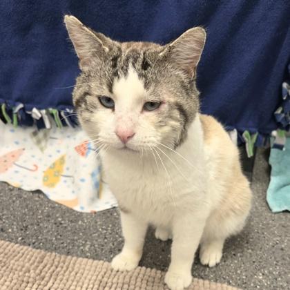 Diego, adoptable, Adult Male Domestic Short Hair.