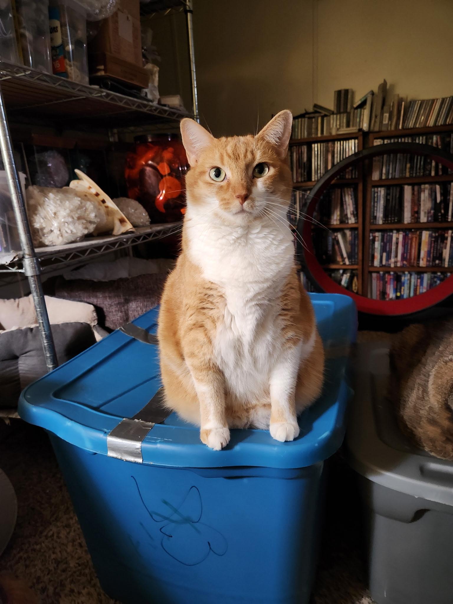 Wonder, Adoptable, Adult Female Domestic Short Hair.