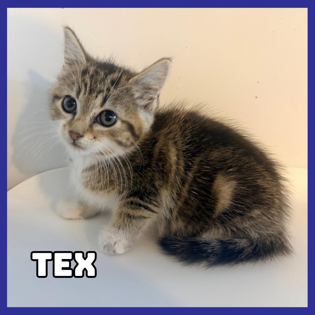 Tex, Adoptable, Kitten Female Domestic Short Hair.
