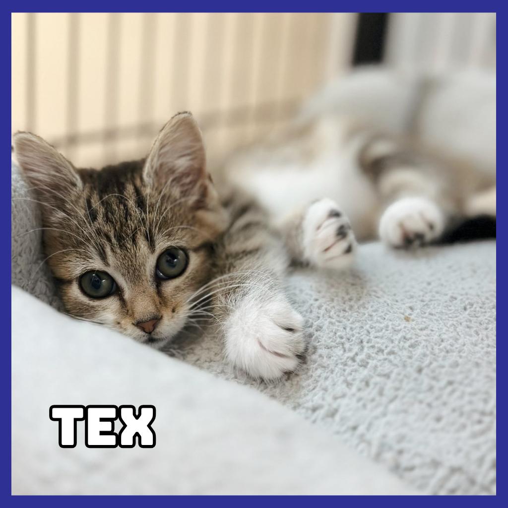 Enlarge Tex, a Adoptable Domestic Short Hair in Glenwood, MN image 2/3