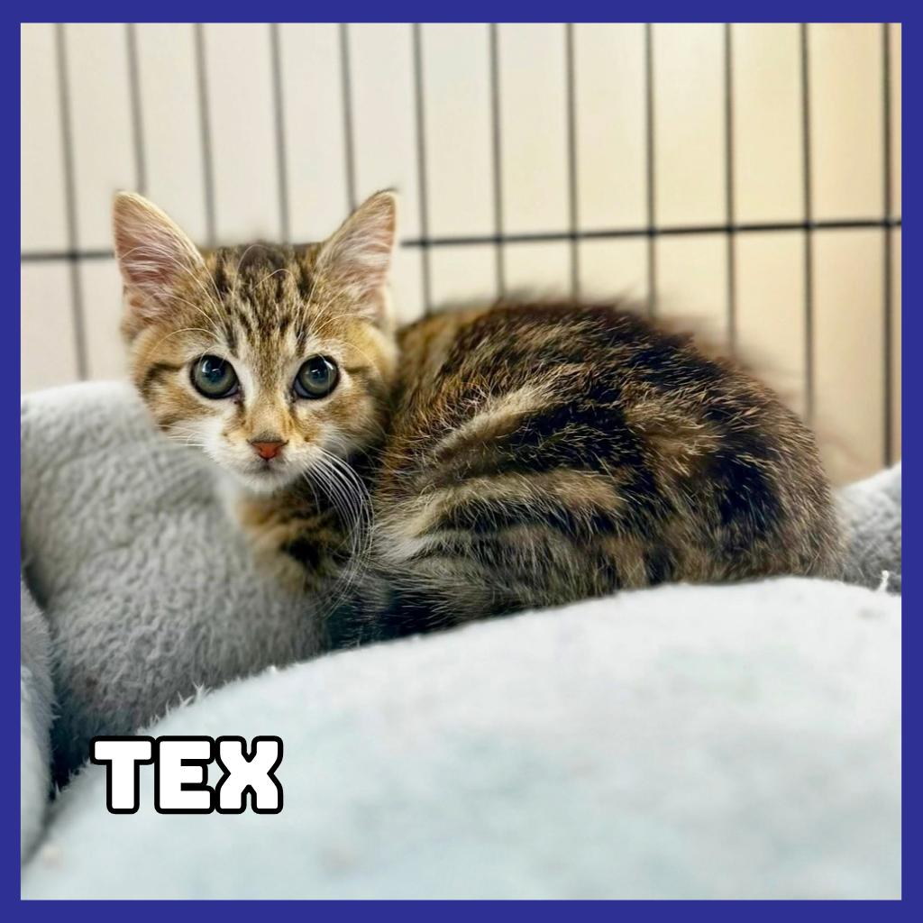 Enlarge Tex, a Adoptable Domestic Short Hair in Glenwood, MN image 3/3