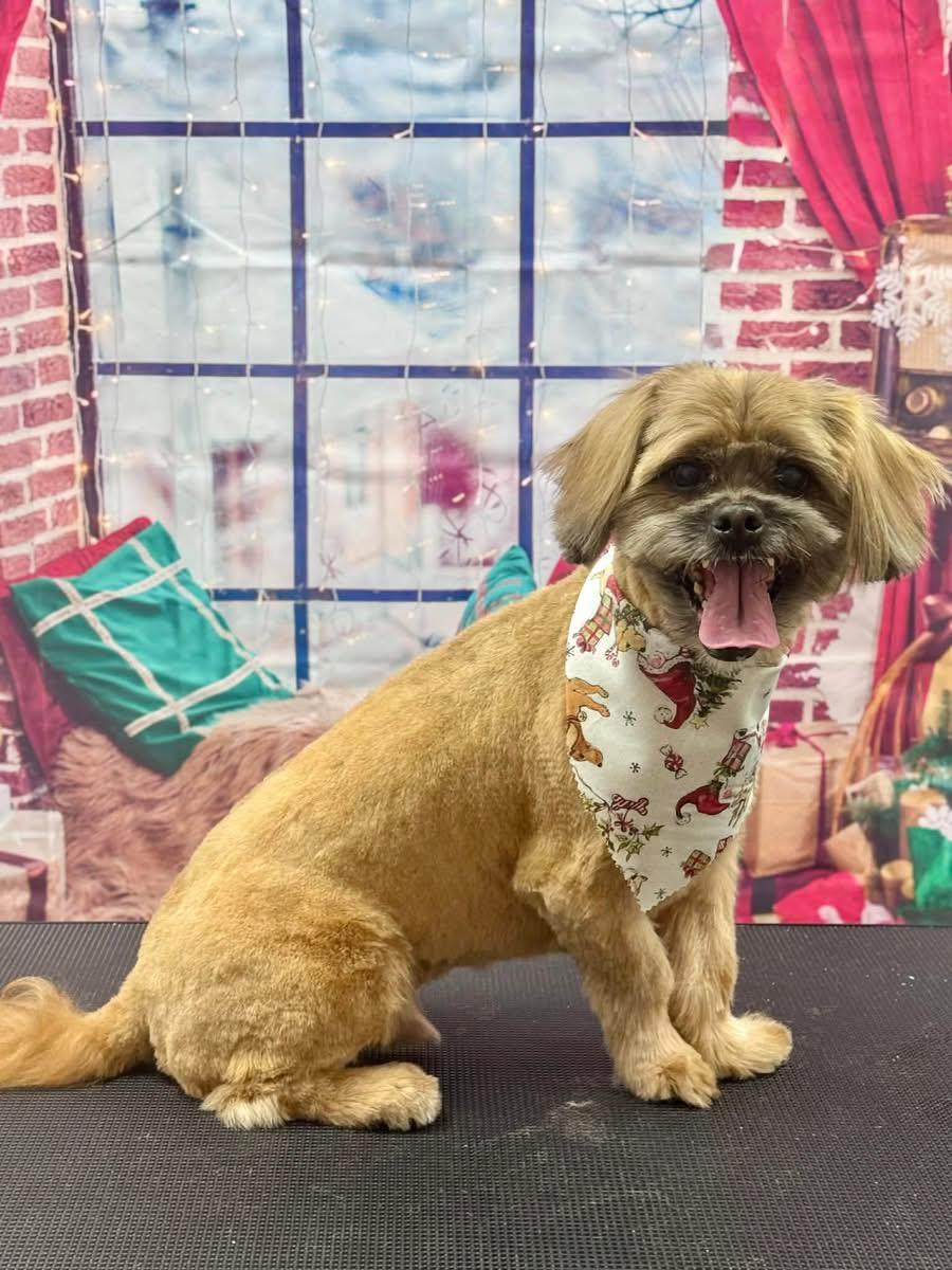 Muffy and Chunk, a Adoptable mixed breed in Chicago, IL image 4/4