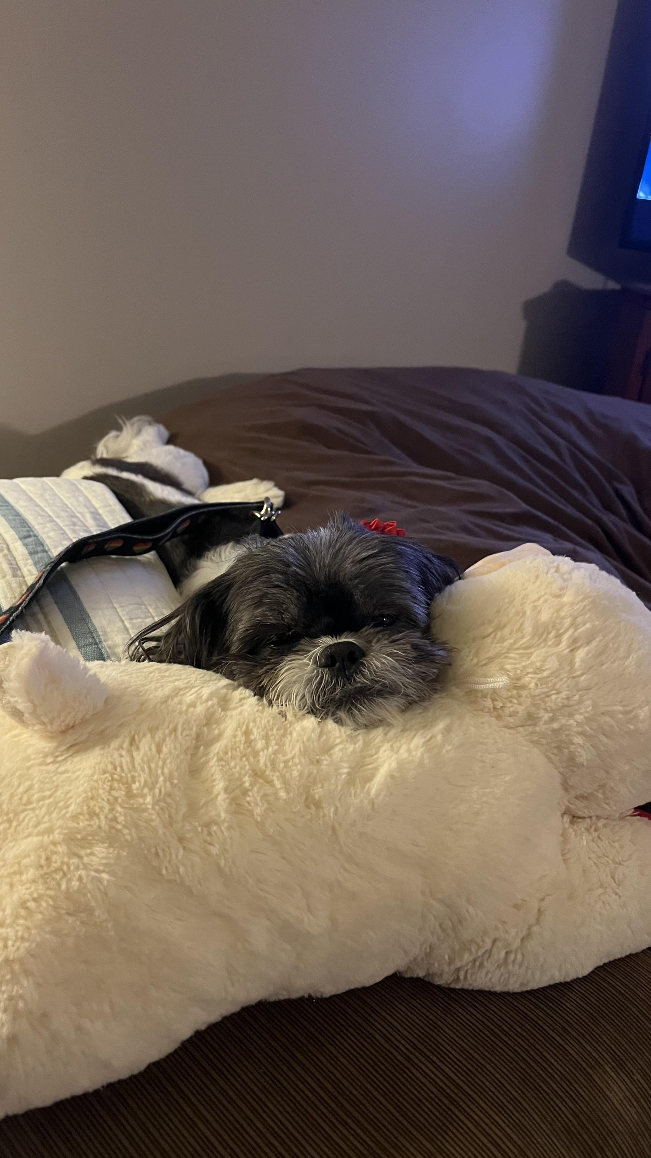 Muffy and Chunk, Adoptable, Senior Female Lhasa Apso & Shih Tzu.