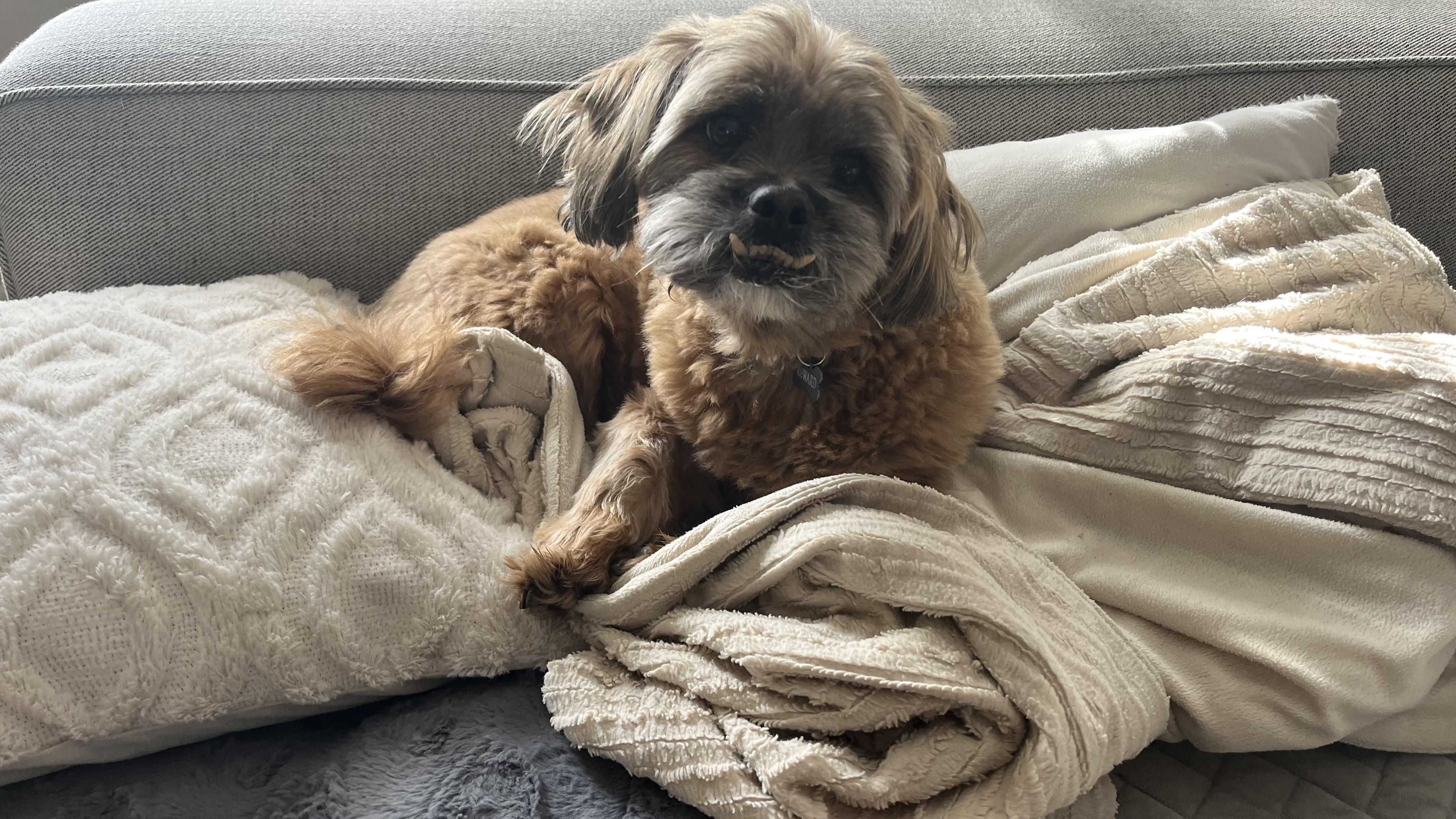 Muffy and Chunk, a Adoptable mixed breed in Chicago, IL image 3/4