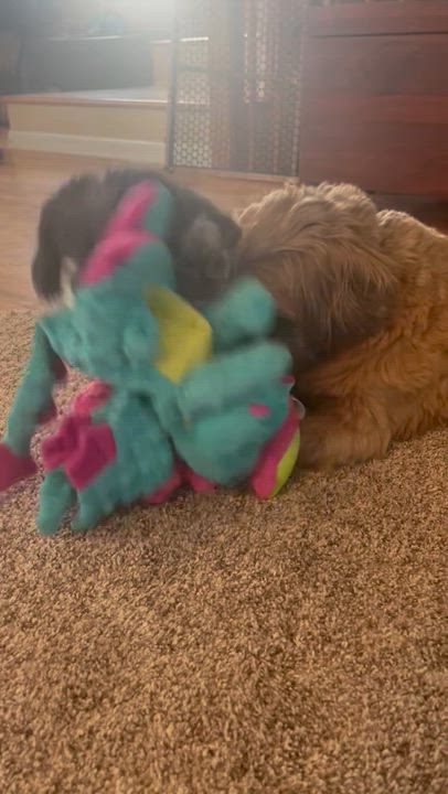 Enlarge Muffy and Chunk, a Adoptable mixed breed in Chicago, IL video 1/4