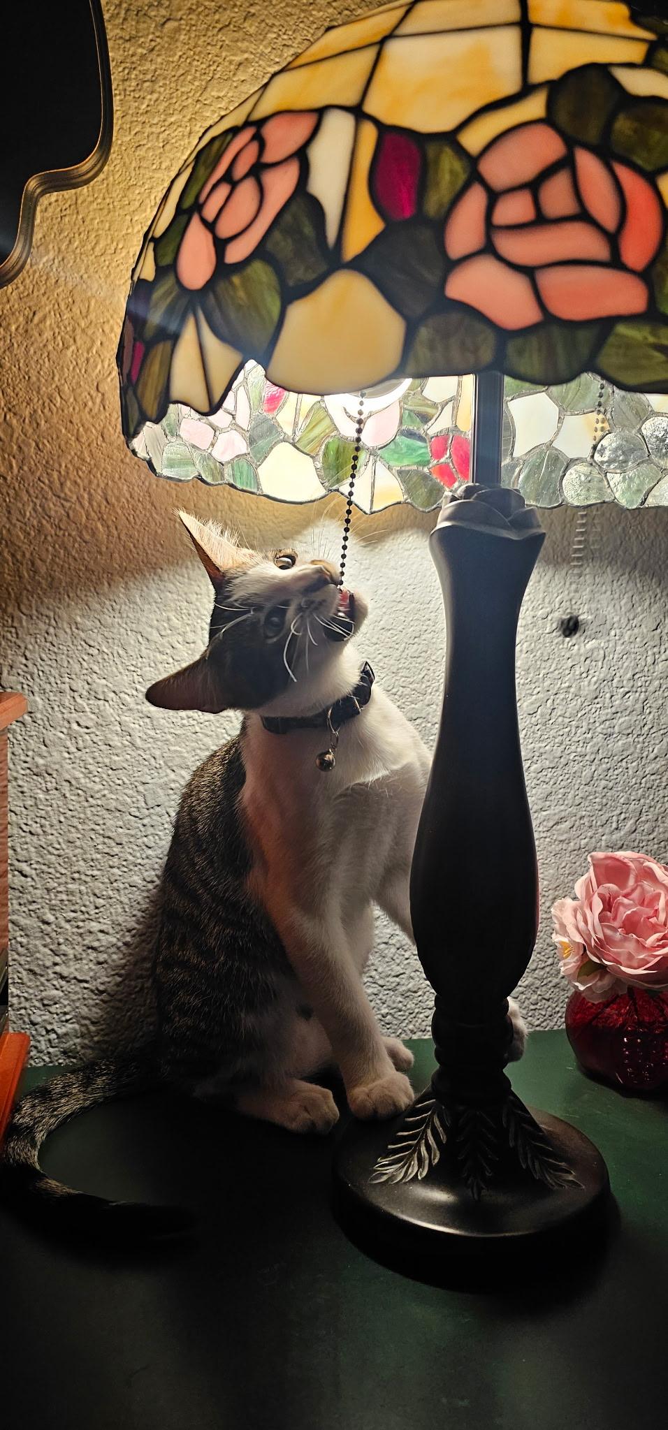 Stash, an adopted Domestic Short Hair in Fountain Valley, CA image 4/4