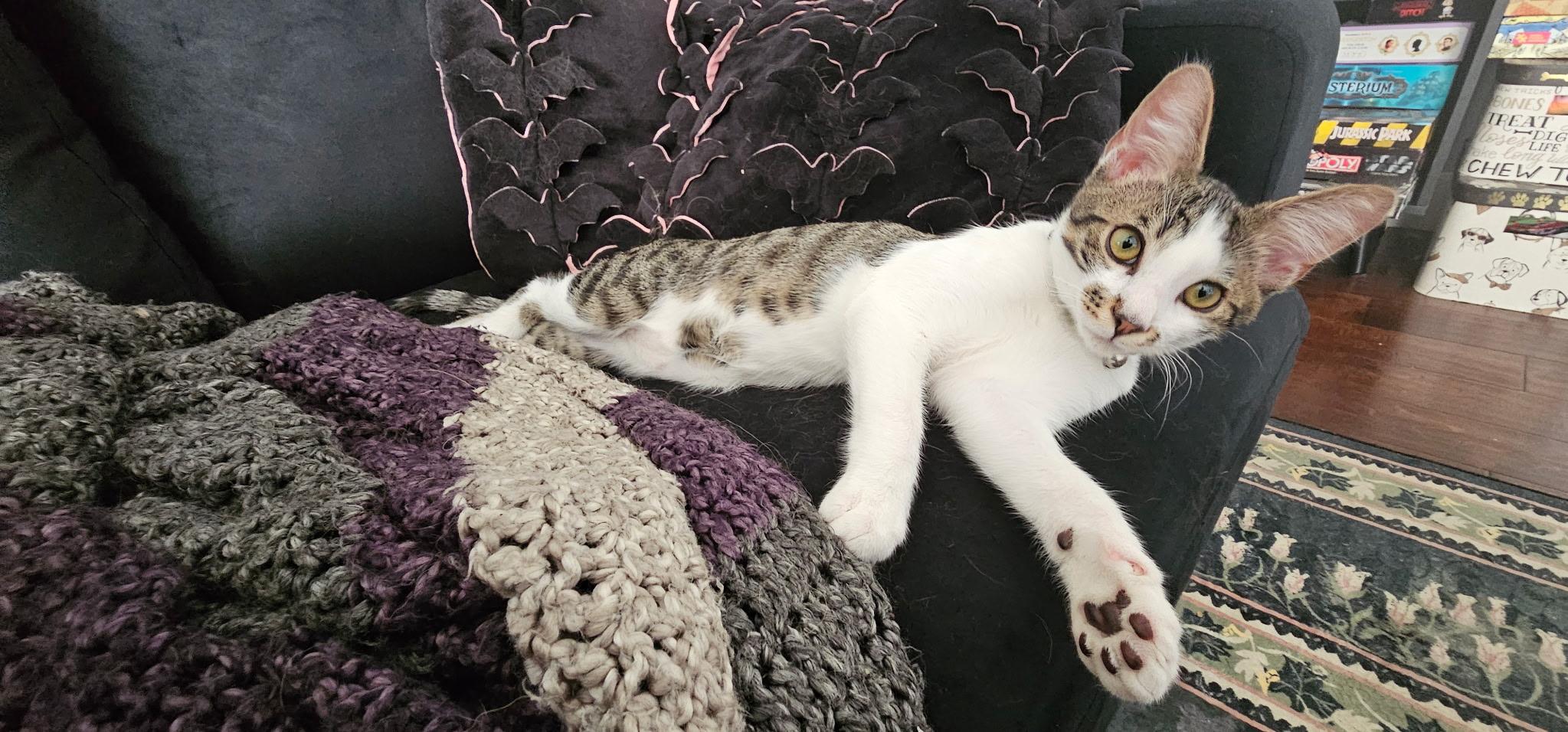 Stash, an adopted Domestic Short Hair in Fountain Valley, CA image 2/4