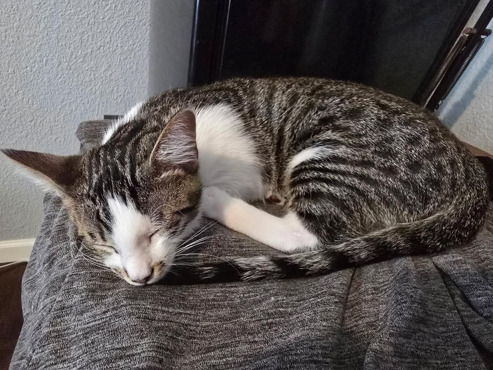 Stash, an adopted Domestic Short Hair in Fountain Valley, CA image 3/4