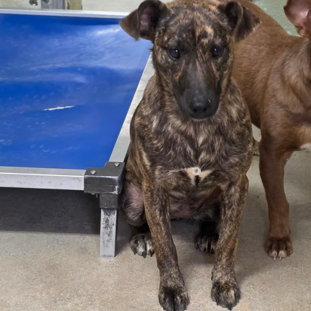 Countess Stripey Butt