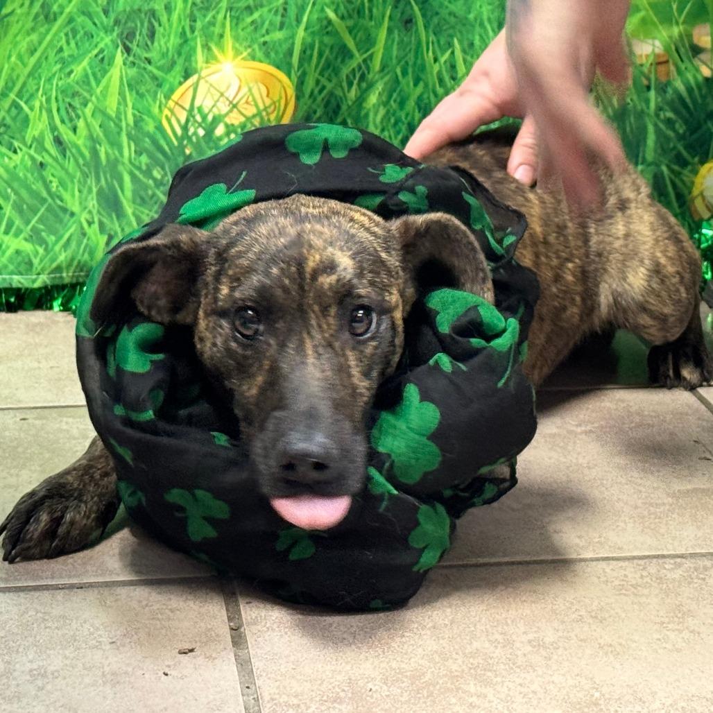 Countess Stripey Butt — thumbnail 2