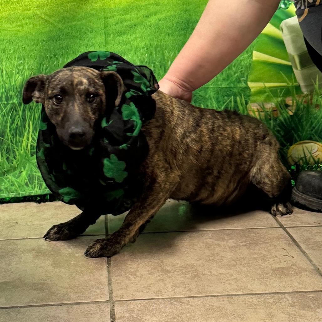 Countess Stripey Butt — thumbnail 3