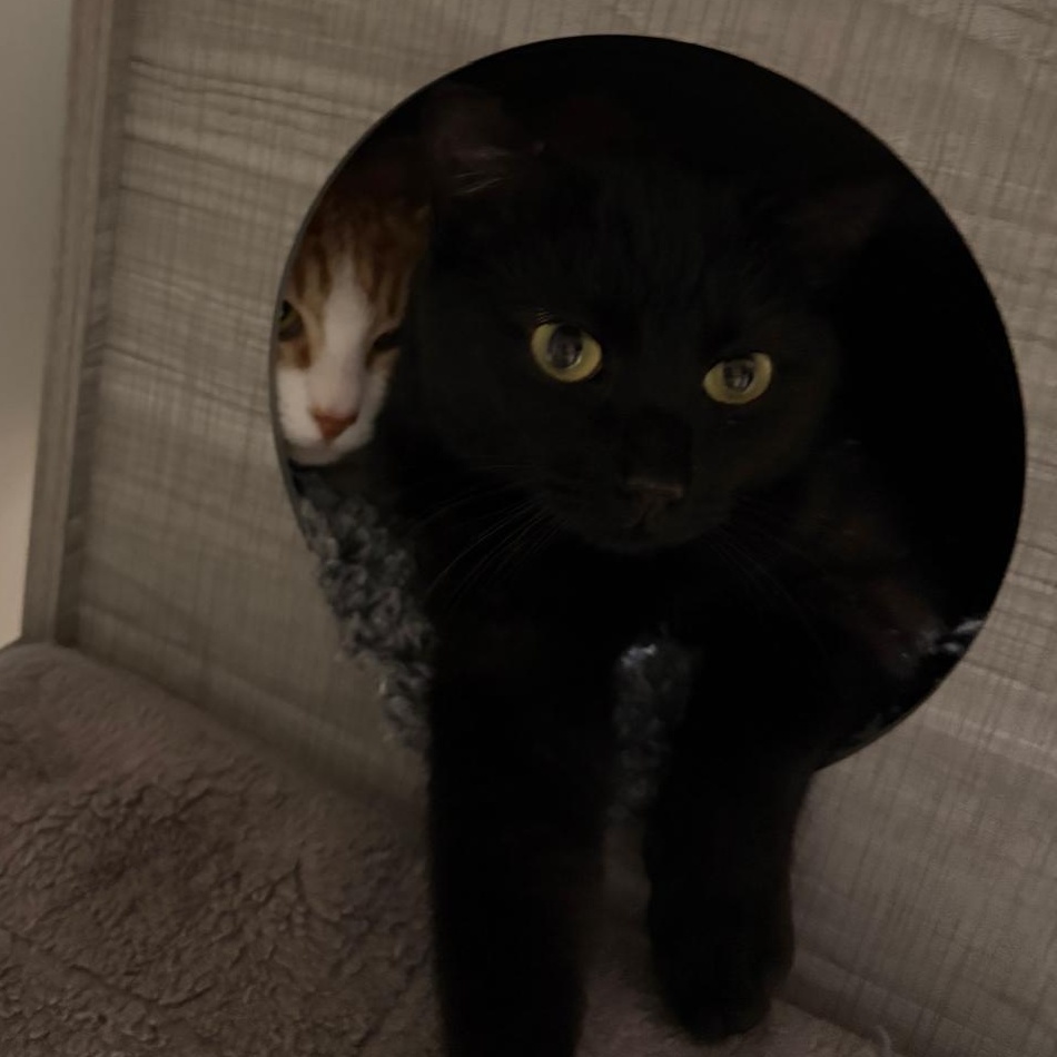 Enlarge Shady, a other Domestic Short Hair in Sandy Springs, GA image 6/6