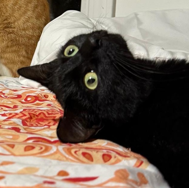 Shady, ADOPTABLE, Young Female Domestic Short Hair.