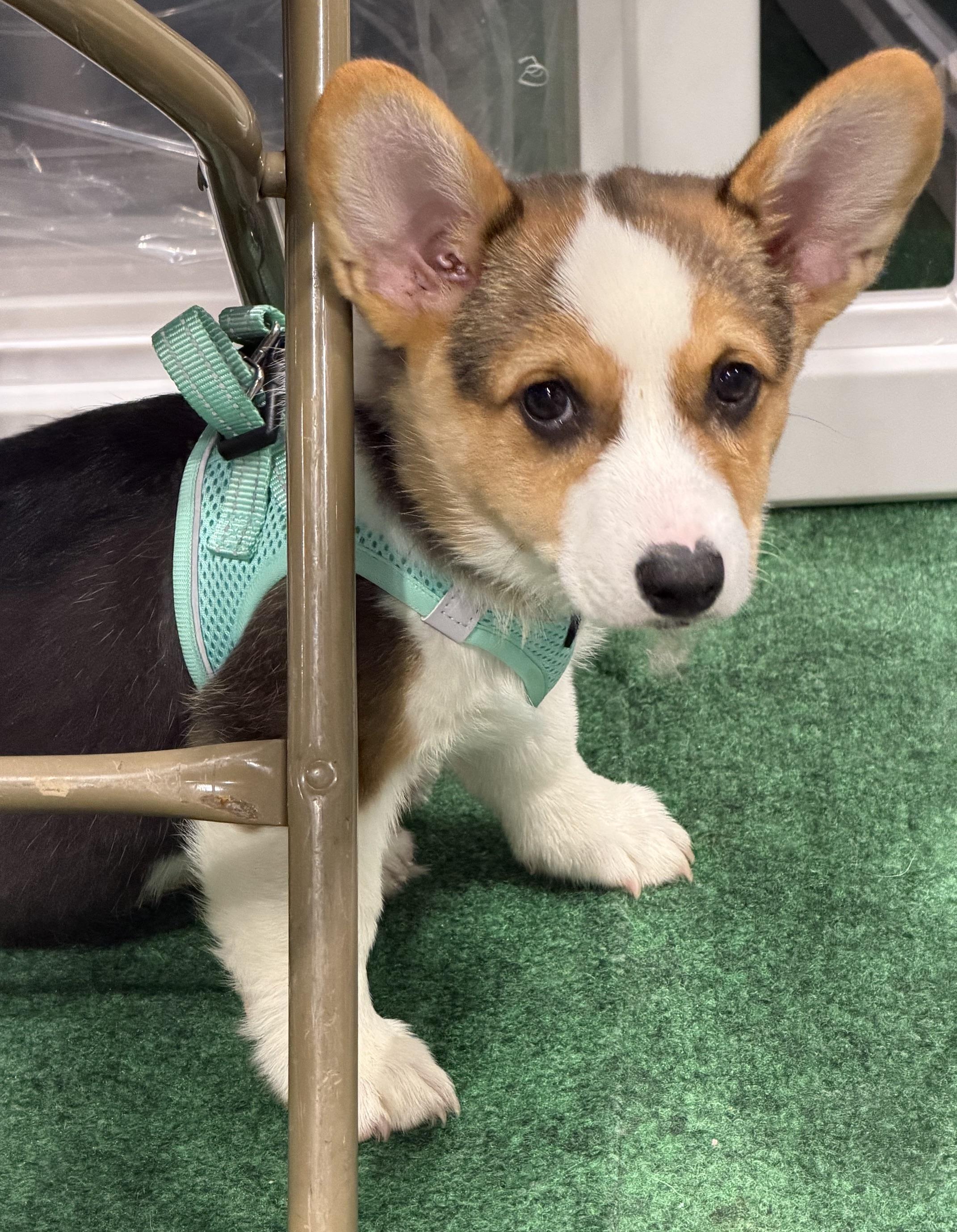 Enlarge Burton, an adopted Corgi in Orlando, FL image 2/5
