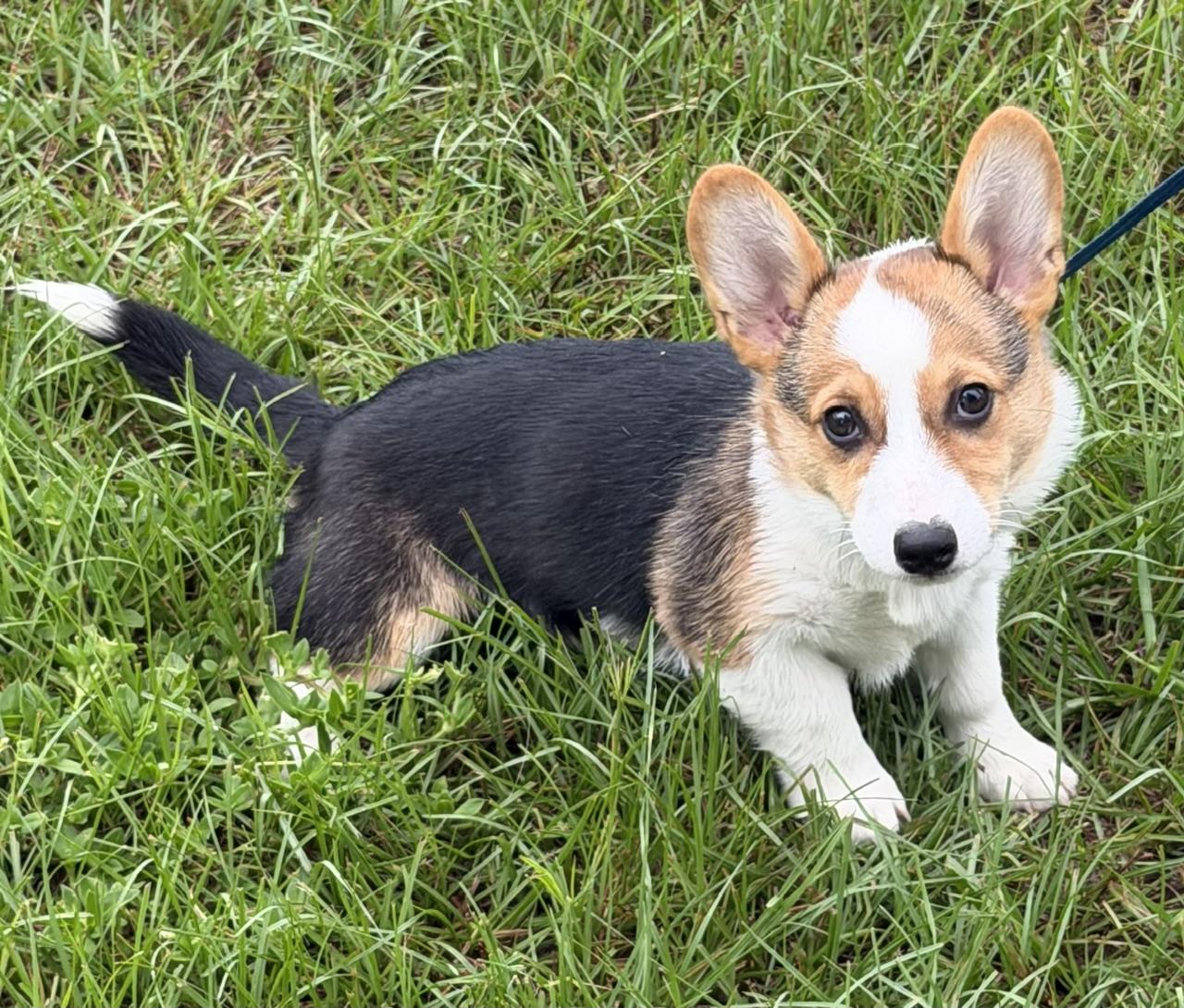 Enlarge Burton, an adopted Corgi in Orlando, FL image 3/5
