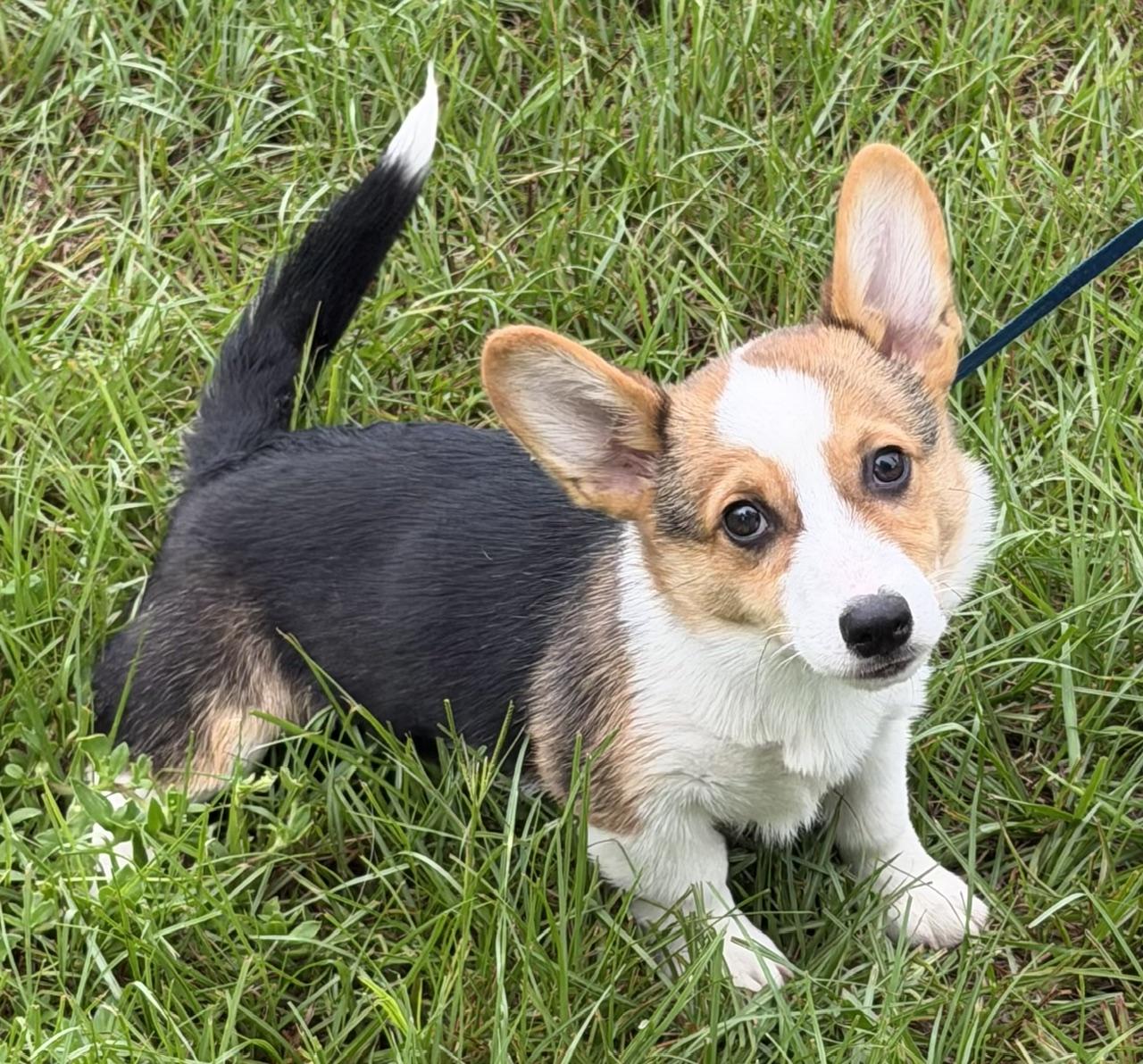 Enlarge Burton, an adopted Corgi in Orlando, FL image 5/5