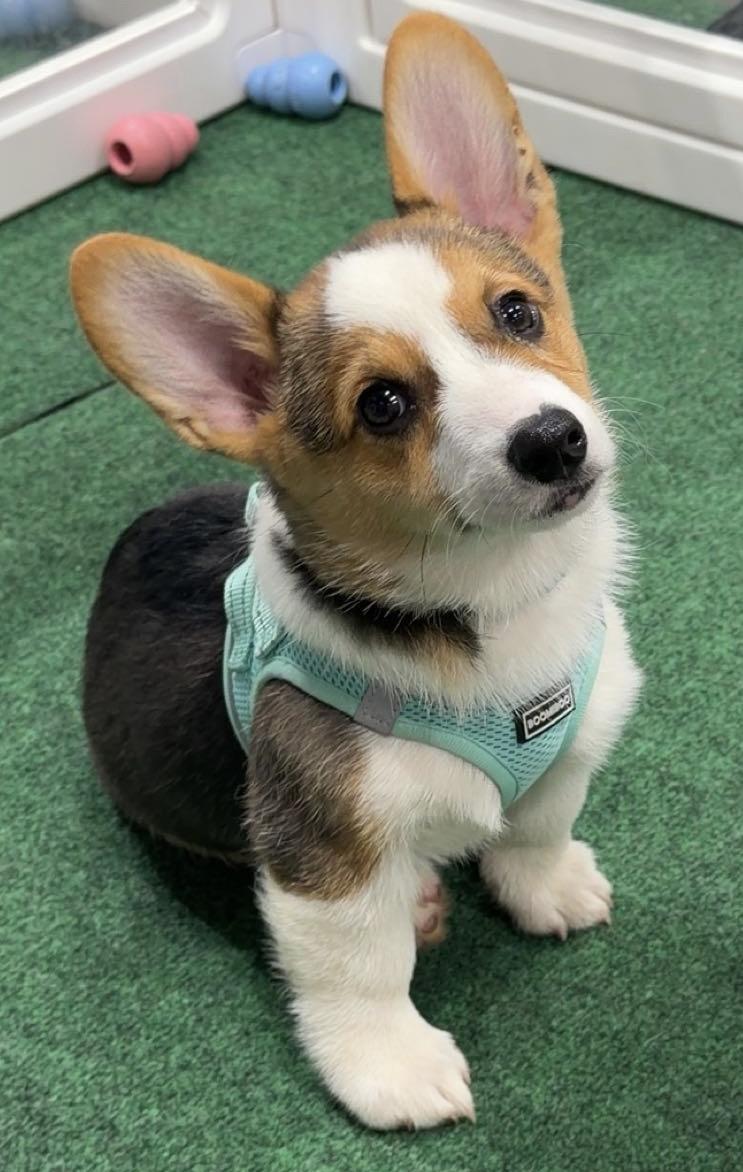 Burton, adopted, Young Male Corgi.