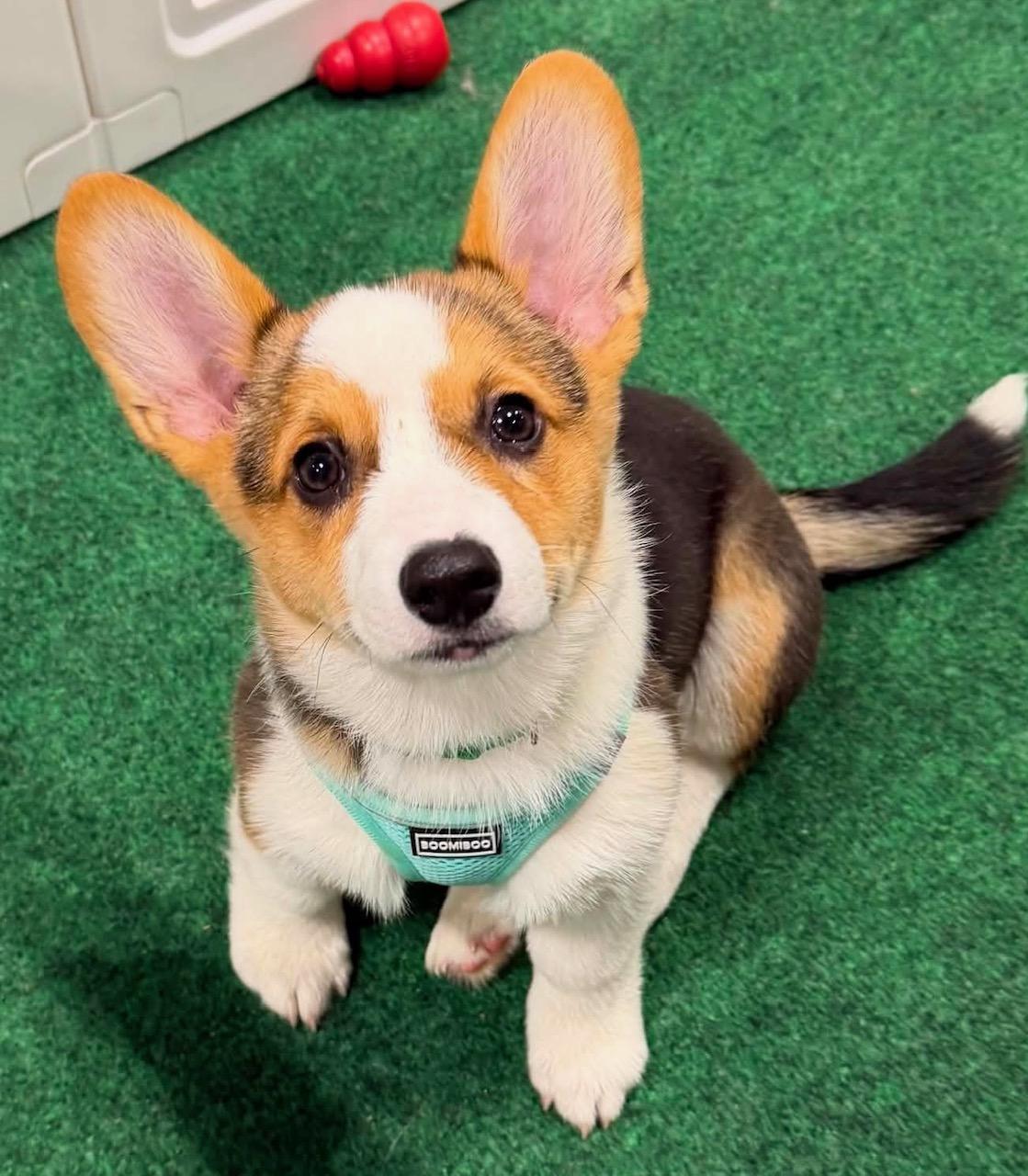 Enlarge Burton, an adopted Corgi in Orlando, FL image 4/5