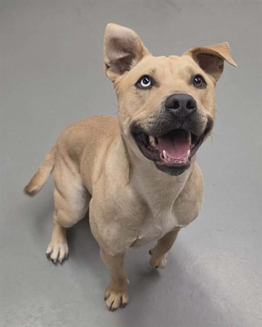 Enlarge Cashew, a ADOPTABLE Pit Bull Terrier in Phoenix, OR image 1/1