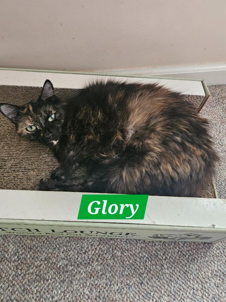 Glory, Adoptable, Young Female Domestic Medium Hair.