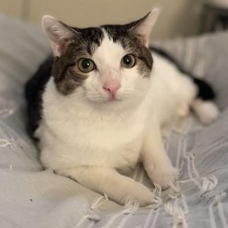 Enlarge Kaia, a ADOPTABLE mixed breed in Chicago, IL image 6/6