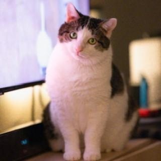 Enlarge Kaia, a ADOPTABLE mixed breed in Chicago, IL image 2/6