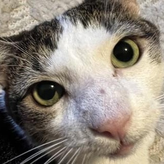 Enlarge Kaia, a ADOPTABLE mixed breed in Chicago, IL image 3/6