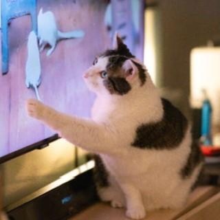 Enlarge Kaia, a ADOPTABLE mixed breed in Chicago, IL image 4/6