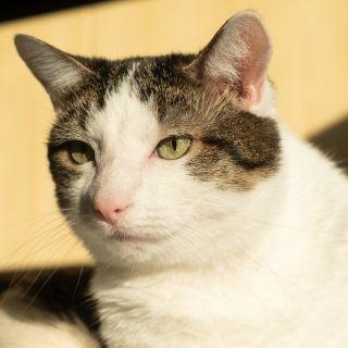 Kaia, ADOPTABLE, Adult Female Domestic Short Hair.