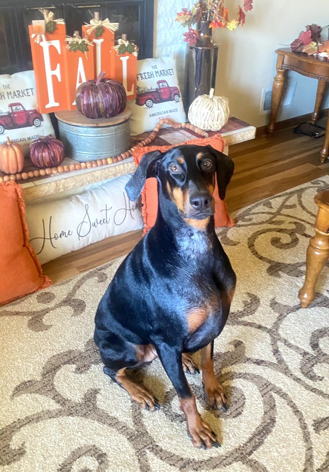 Enlarge Klaus, a Adoptable Doberman Pinscher in Buffalo, MN image 1/3
