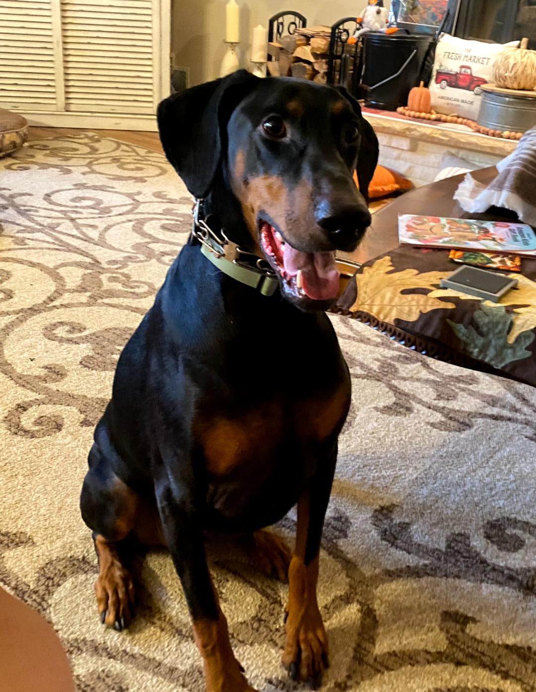 Enlarge Klaus, a Adoptable Doberman Pinscher in Buffalo, MN image 2/3
