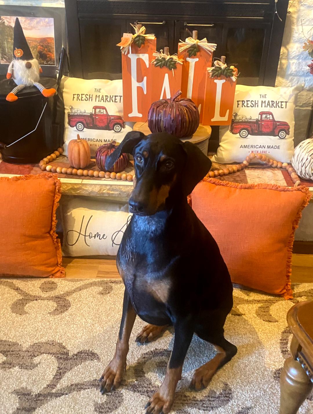 Enlarge Klaus, a Adoptable Doberman Pinscher in Buffalo, MN image 3/3