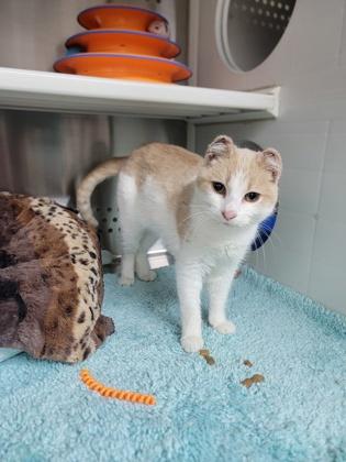 Enlarge Freddy, a Adoptable mixed breed in Fergus Falls, MN image 1/3