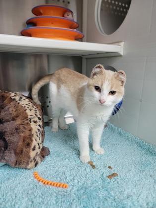 Freddy, a Adoptable mixed breed in Fergus Falls, MN image 2/3