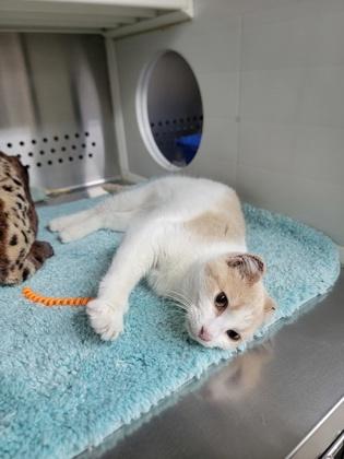 Freddy, a Adoptable mixed breed in Fergus Falls, MN image 3/3