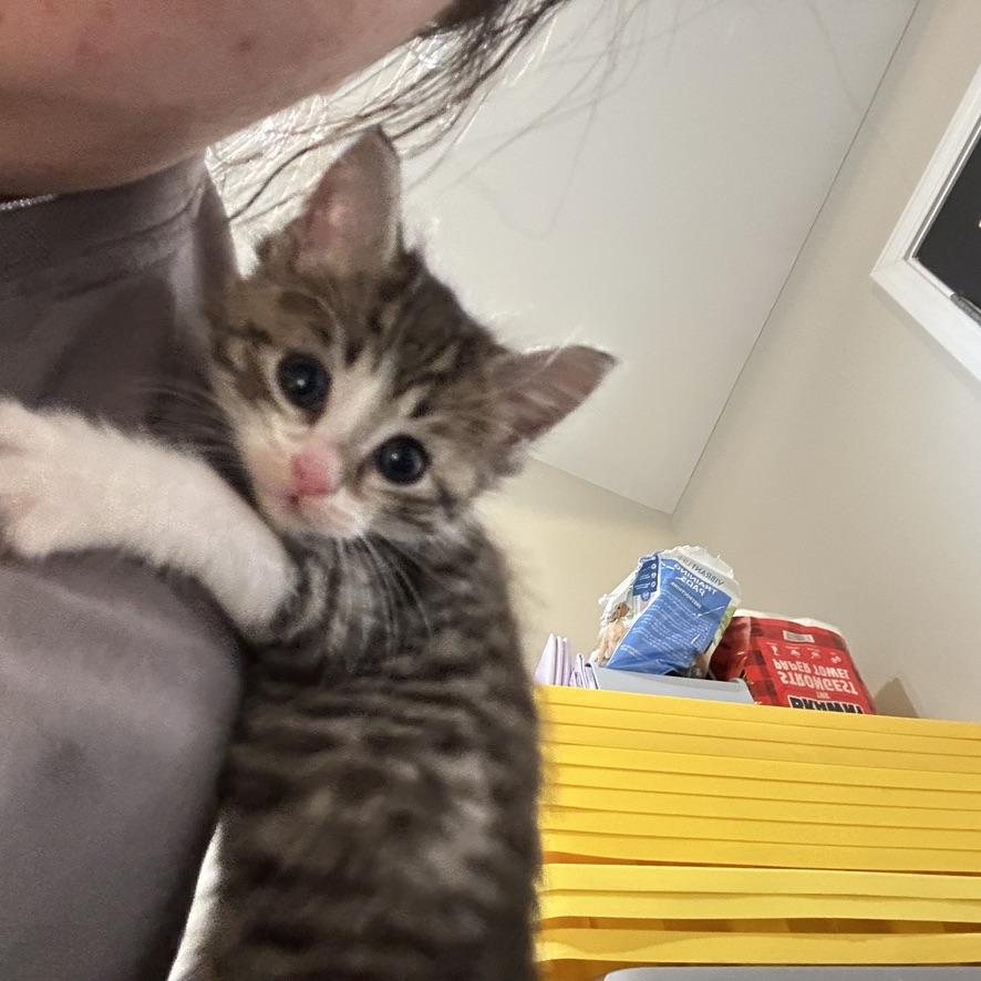 Sweet Bean, a ADOPTABLE Domestic Short Hair in Mauldin, SC image 3/6