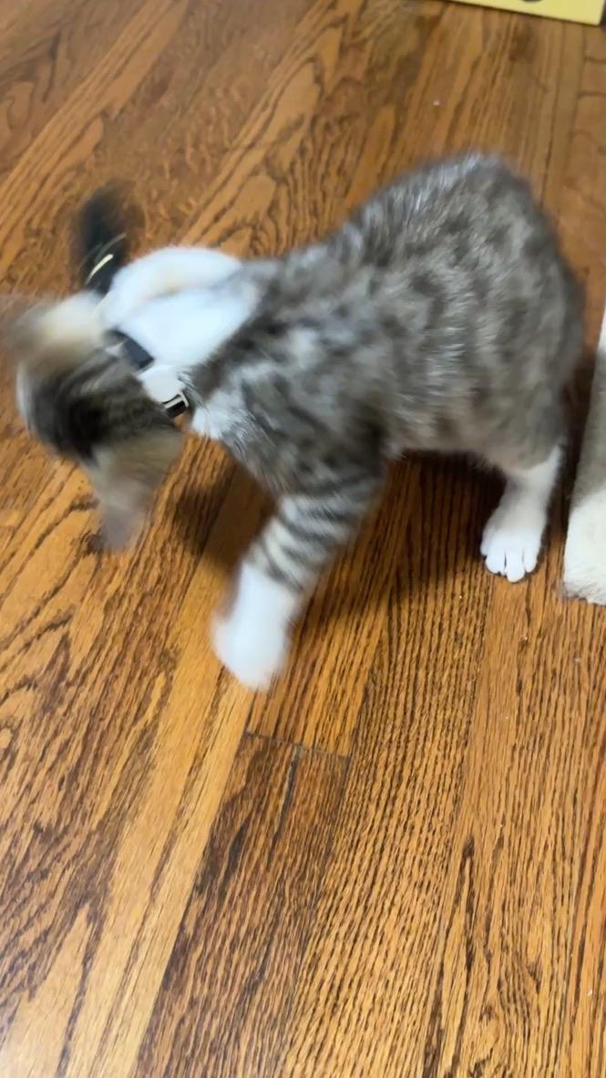 Sweet Bean, a ADOPTABLE Domestic Short Hair in Mauldin, SC image 6/6