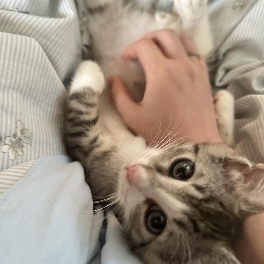 Sweet Bean, a ADOPTABLE Domestic Short Hair in Mauldin, SC image 4/6