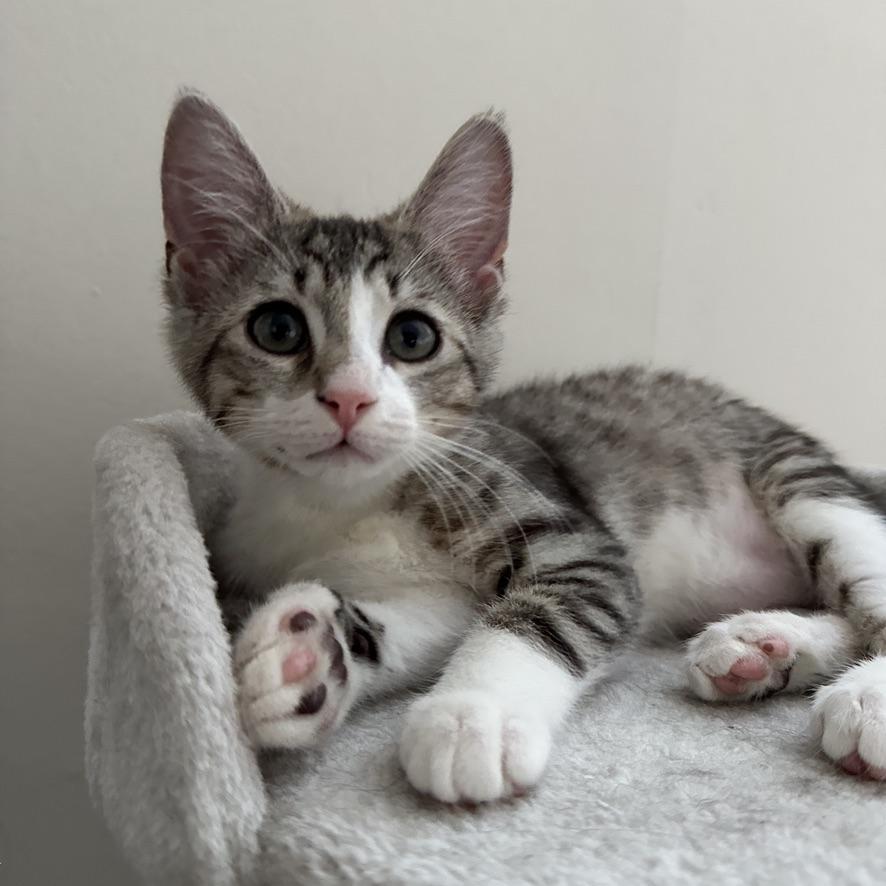 Sweet Bean, ADOPTABLE, Kitten Male Domestic Short Hair.
