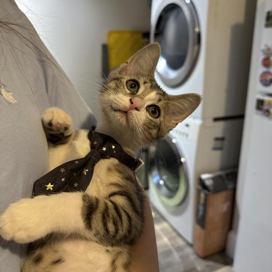 Sweet Bean, a ADOPTABLE Domestic Short Hair in Mauldin, SC image 2/6