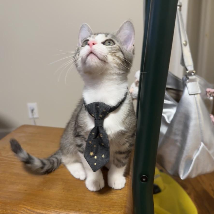 Sweet Bean, a ADOPTABLE Domestic Short Hair in Mauldin, SC image 5/6