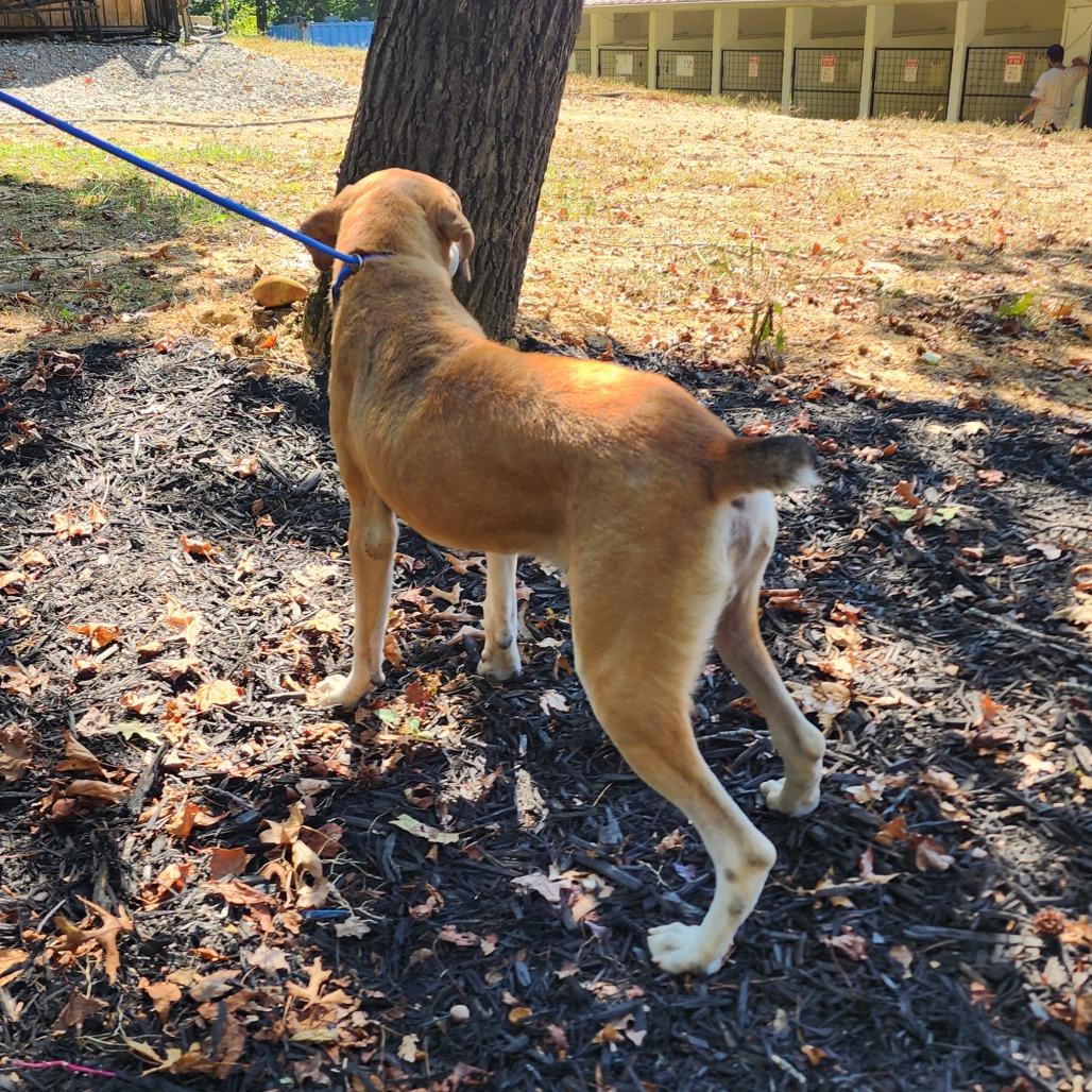 Enlarge Jack, a Adoptable Mixed Breed in Evensville, TN image 2/6