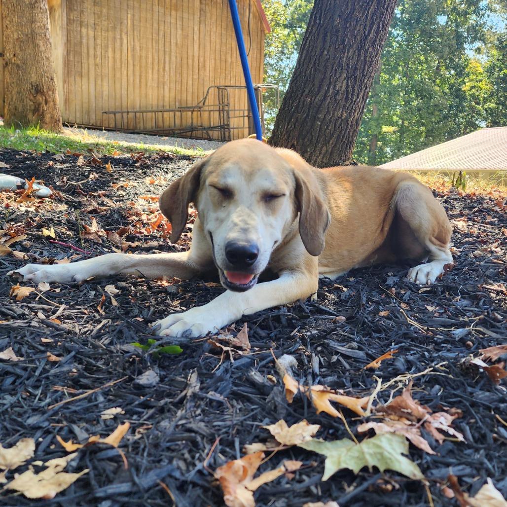 Jack, a Adoptable Mixed Breed in Evensville, TN image 2/5
