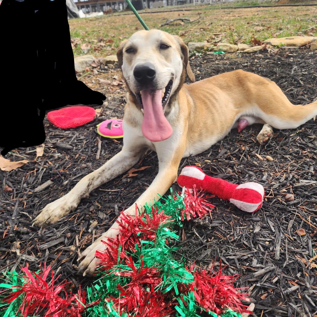 Enlarge Jack, a Adoptable Mixed Breed in Evensville, TN image 3/6