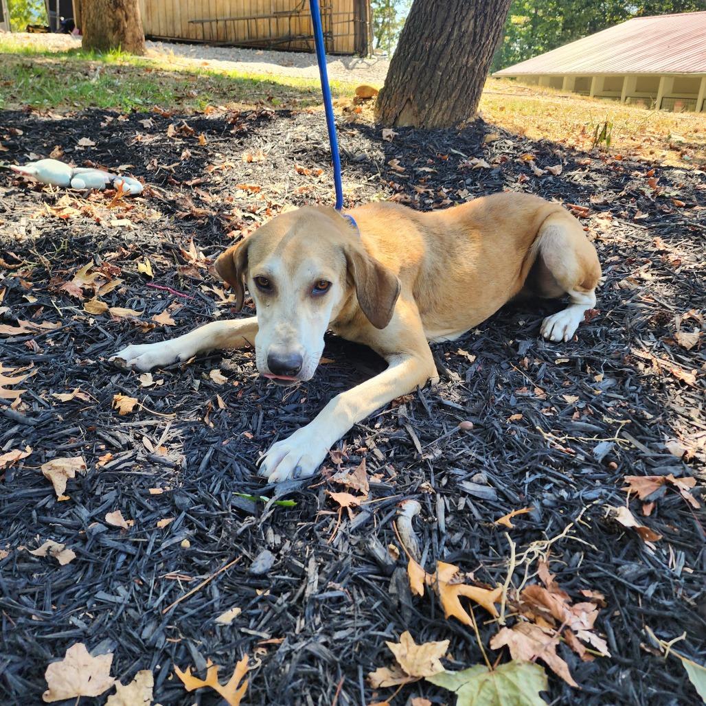 Enlarge Jack, a Adoptable Mixed Breed in Evensville, TN image 5/6