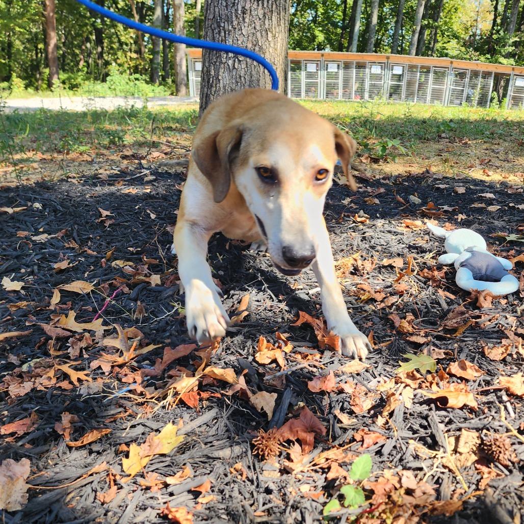 Enlarge Jack, a Adoptable Mixed Breed in Evensville, TN image 6/6