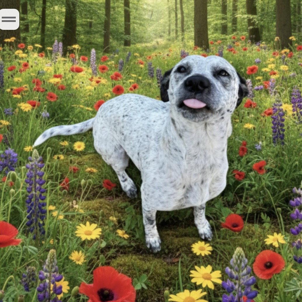 Freckles, Adoptable, Young Female German Shorthaired Pointer.