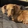 Enlarge Sally, an adopted Dachshund in Avon, IN image 1/1